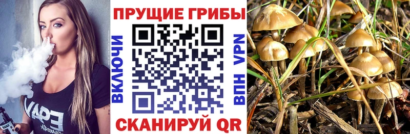 Псилоцибиновые грибы Psilocybine cubensis Терек